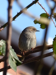 FZ003224 Dunnock (Prunella modularis) songbird on branch.jpg